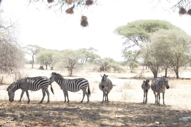 Nayla African Safaris