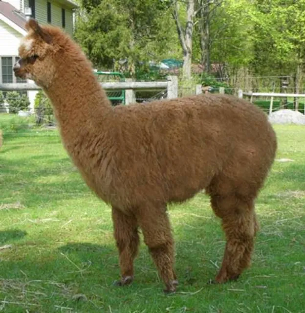 Deerwood Alpacas