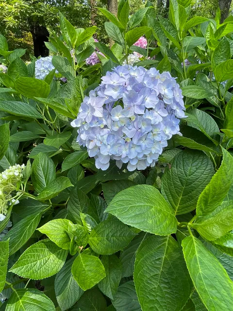Hydrangeas at Nagai Botanical Garden
