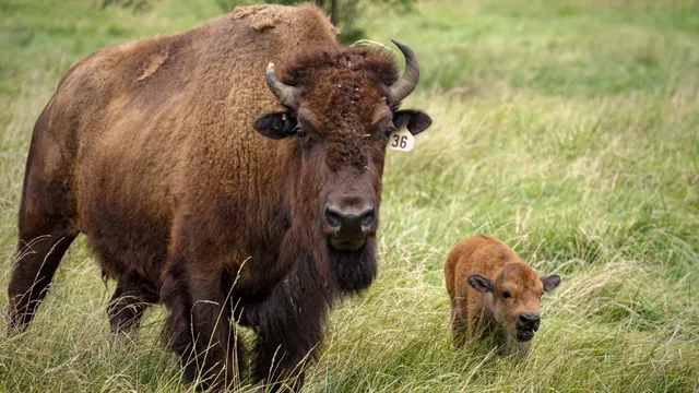 Peoria Tribe Headquarters