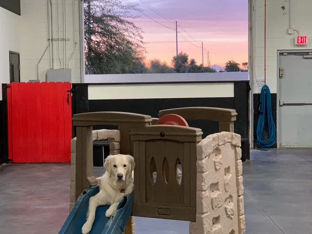 Every Doggie Has Its DayCare