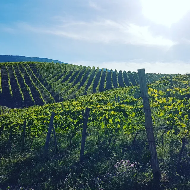 Azienda Agricola Donna Clara