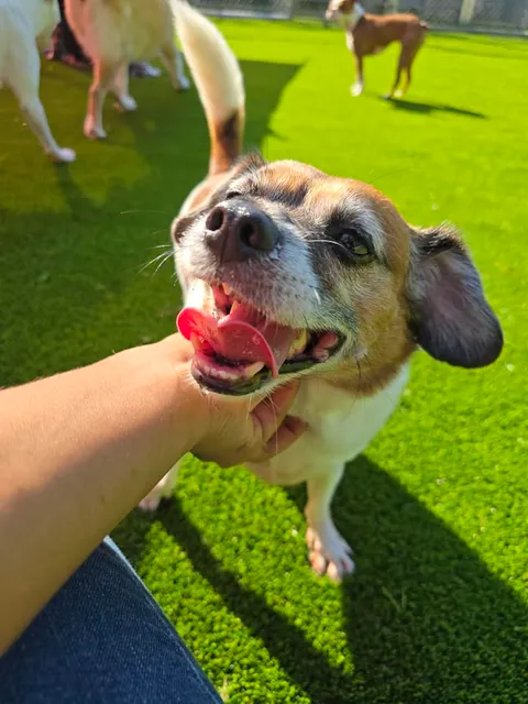Winder Pawville - Boarding, Daycare, & Grooming
