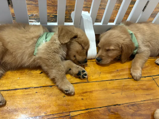 Puppy Sphere | Puppy Yoga (Montreal)