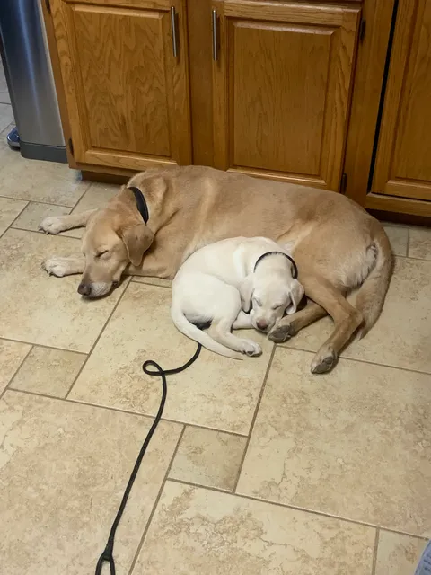 My Lab Puppies