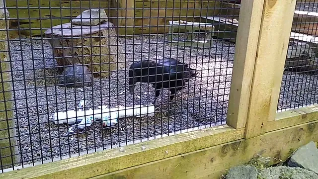 Portland Audubon Wildlife Care Center