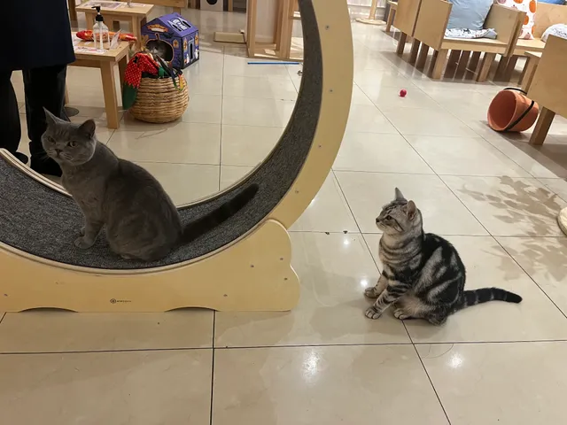 Cat Café MOFF Pearlridge Center