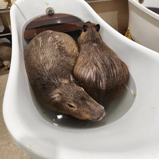 アニタッチ アクアシティお台場