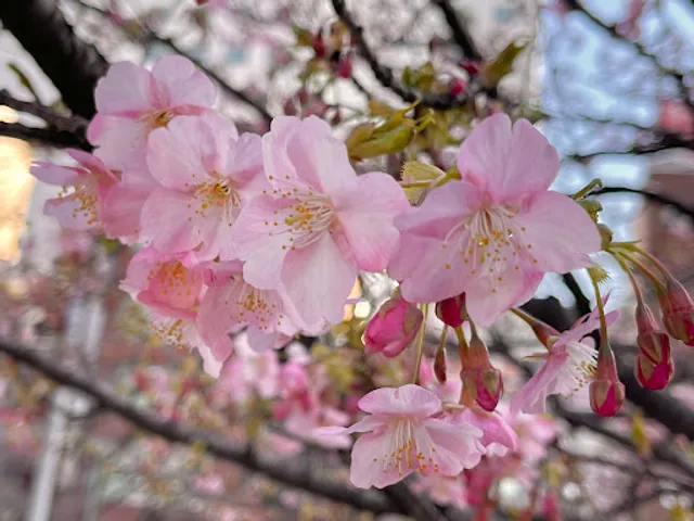 Kawazu cherry blossoms in Kinshi Park