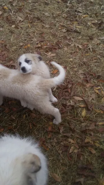 Big Hickory Farm LLC