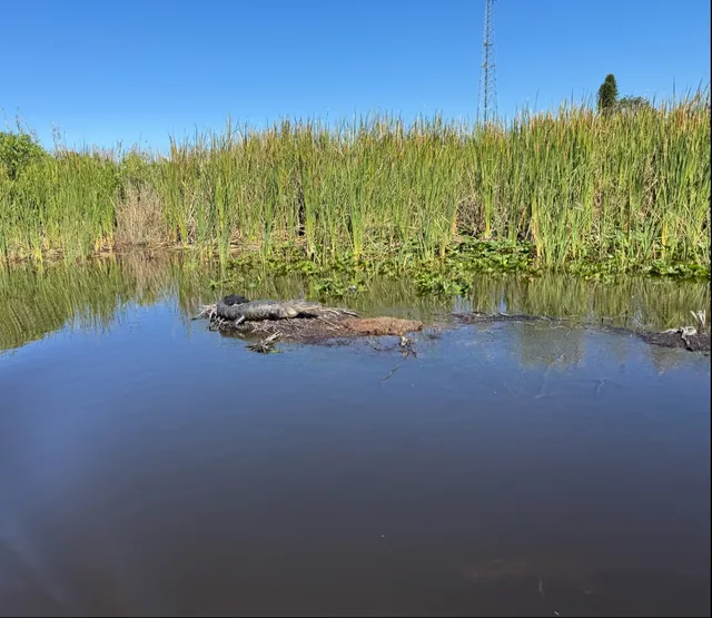 Everglades Nature Tours