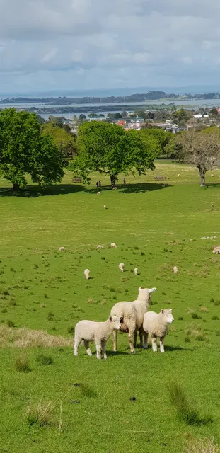 True Jesus Church Auckland (真耶穌教會 - 奧克蘭教會)
