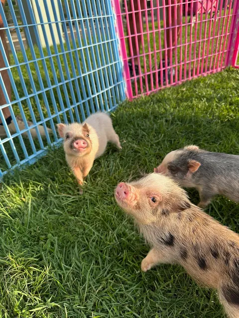 NY Teacup Piggies