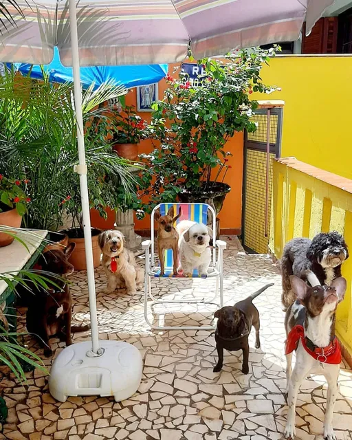 Hotelzinho da Ceci: hospedagem familiar canina e daycare para cães!