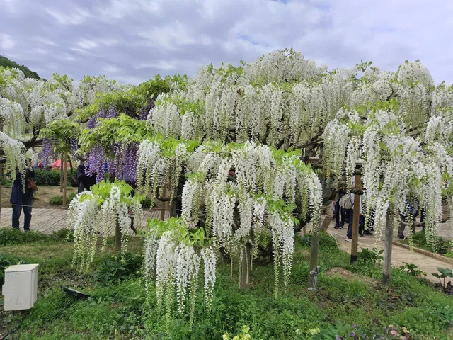 Ashikaga Flower Park Parking Lot