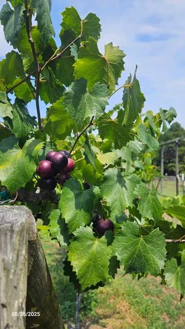 The Inn at Walkers Mill