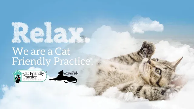 Gulf Coast Scratching Post Cat Hospital