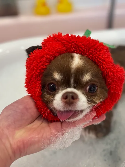 ペットサロン＆ホテル Chez Maman