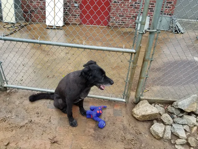 Salisbury Animal Hospital PA