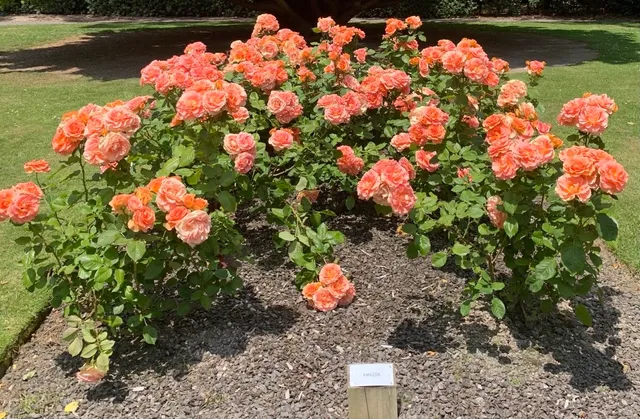 Dugald MacKenzie rose breeding centre