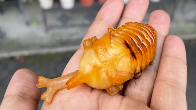 Musheng Insect Museum