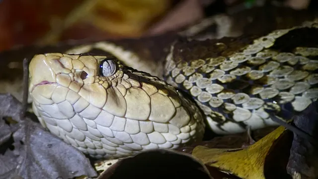 Manuel's Tours. Costa Rica.