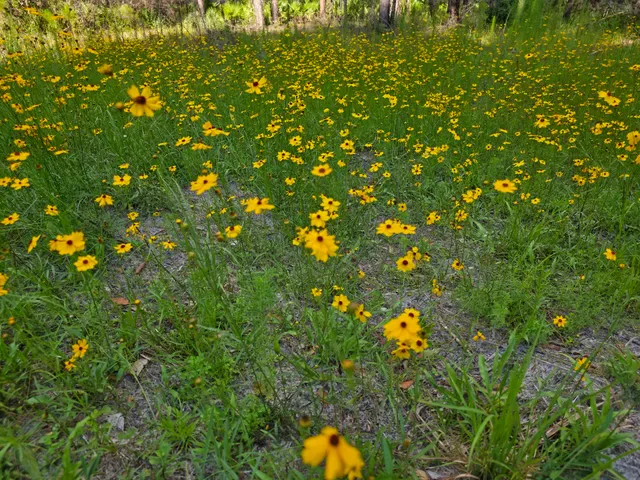 Flatwoods Park - Bruce B Downs Entrance
