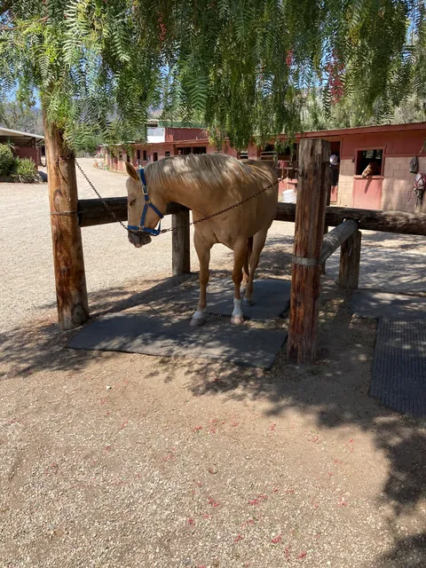 Western Saddlery Inc.