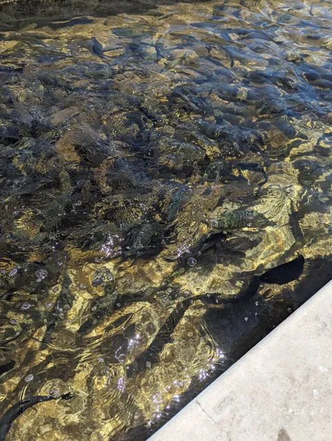 Mojave River State Fish Hatchery