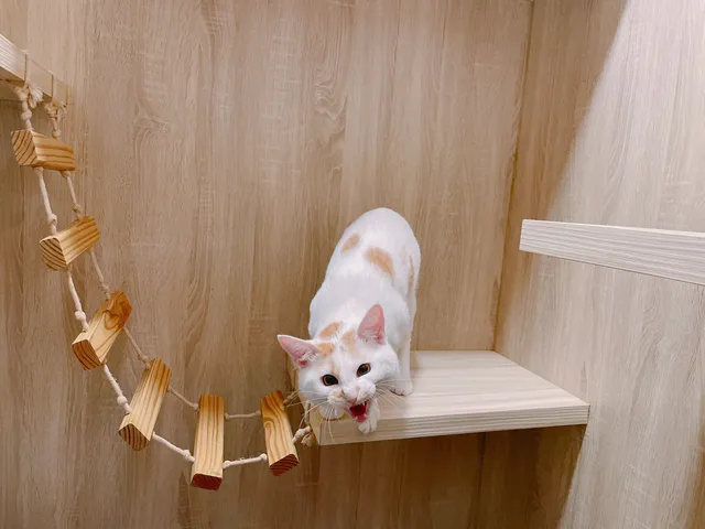 喵嗚貓咪旅館（全預約制，預約時間僅保留十分鐘，敬請準時抵達）