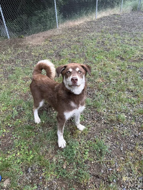 Priest River Animal Rescue & Critters Thrift Store