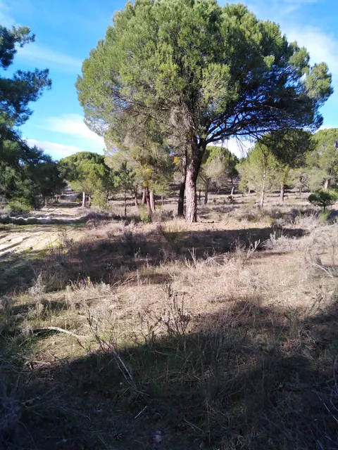 Apartamentos Turísticos Los Abuelos