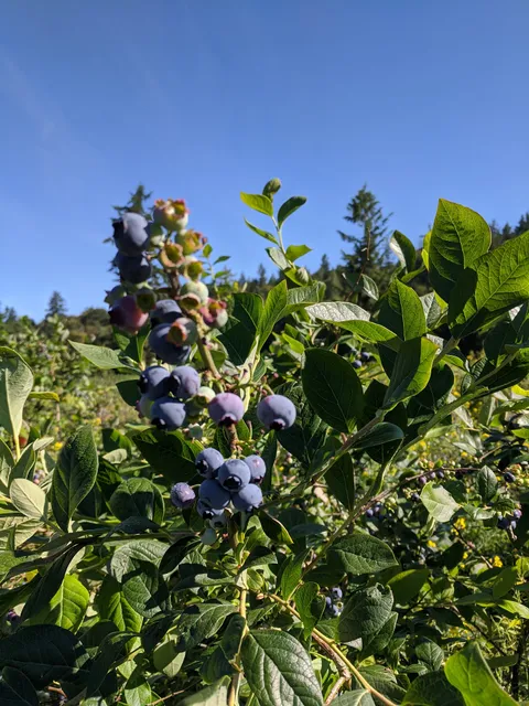 Henna Blueberry Farm