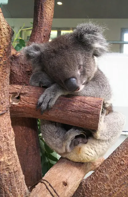 Awaji Farm Park England Hill