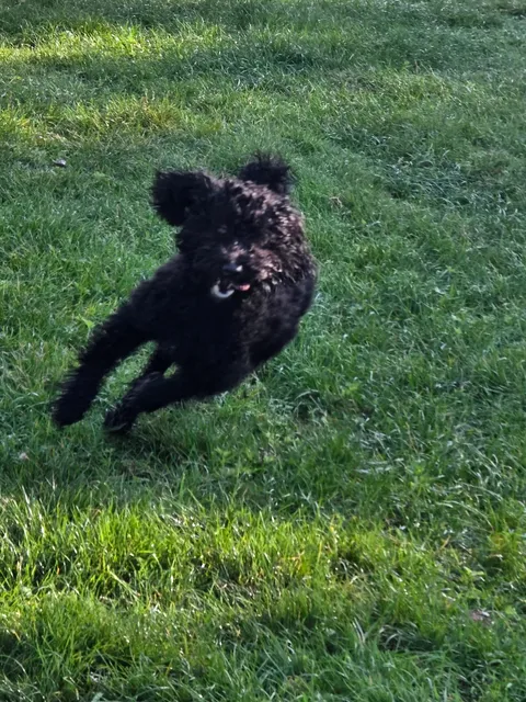 Hondenspeeltuin Wendy's Kwispelweide