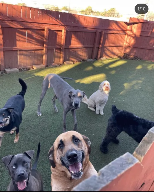 Pleasant Paws "Inn the DogHouse"