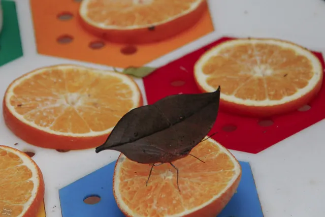 Tian'exuan Restaurant