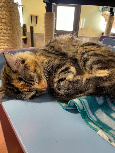 Hermitage Cat Shelter