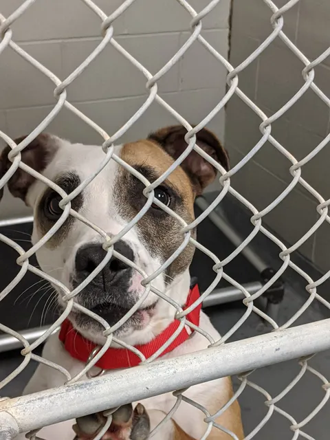 Clermont County Animal Shelter