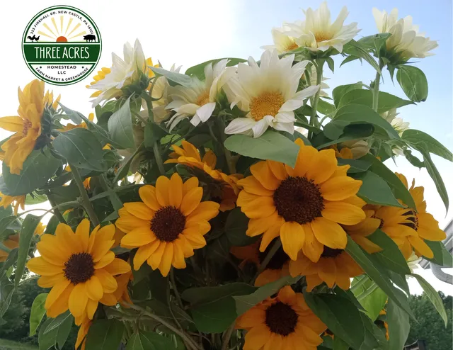 Three Acres Homestead