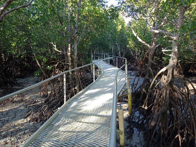 Mangrove Boardwalk