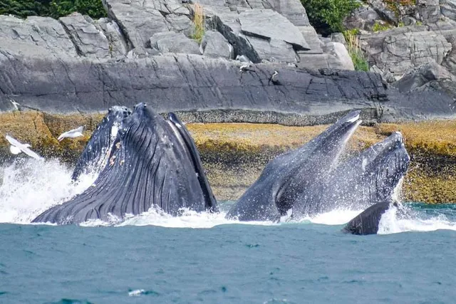 Juneau Lighthouse Tours