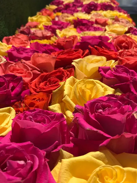 Visit Tyler/SPORTyler