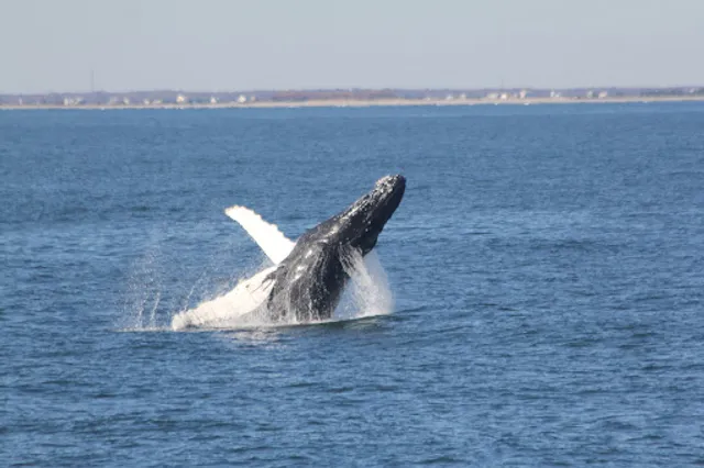 Cape May Whale Watch & Research Center