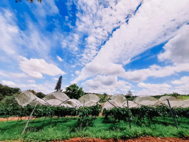 Recanto das Videiras - Vinhos Canivezi