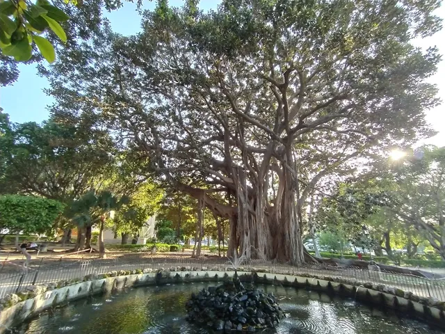 L’albero dei 150 anni dell’Unità d’Italia (Ficus Macrophylla Subsp)