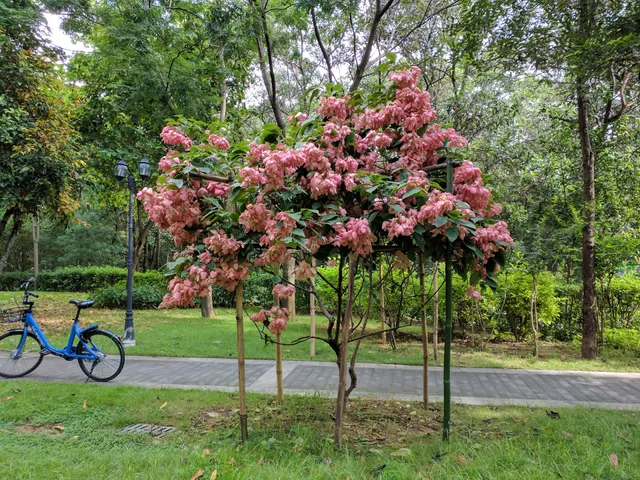 Guihua Road City Park