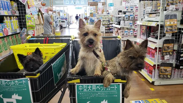 Kohnan Yamatotakada Ikejiri