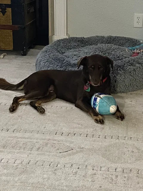 Nueces County Animal Control