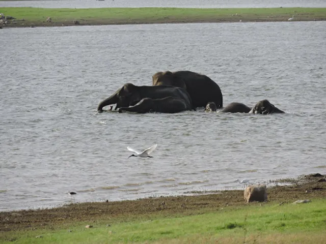 Minneriya National Park